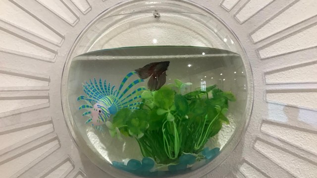 25829788_1624305134293155_2066891298_o